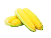 Fresh sweet corn cobs ready for export by JPImpex